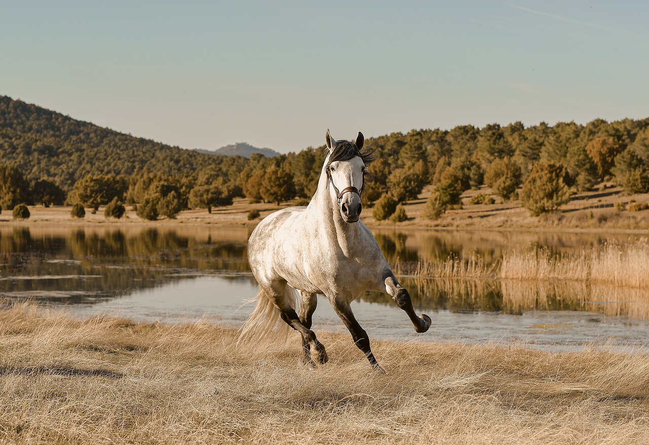 How to Draw a Running Horse: Step-By-Step Guide